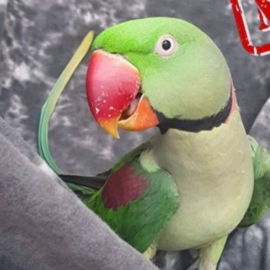  Hocico parakeet lost 25 feb